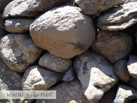 جبال-قنوات-السويداء سحلية على صخور جبال قنوات في السويداء